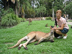 117 Port Douglas Wildlife Habitat